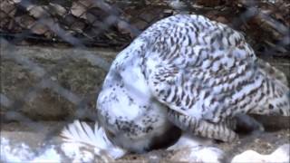 羽で遊んでるシロフクロウ　Snowy Owl playing with a feather.