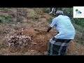 കാച്ചിൽ നടുമ്പോൾ ശ്രദ്ധിക്കേണ്ട കാര്യങ്ങൾ part 1 cultivation of dioscorea alata