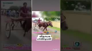 Vallanadu vinayaga padiyan🐎 horse