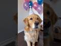 Surprising my dog for her birthday! 🎂 #dogshorts #goldenretriever #dogs #puppies #doglife #puppy