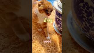 【家有猫三宝】平平無奇的一句話震驚四座#萌宠  #猫 #cat #pets #funny