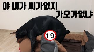 붕가붕가.. 혹은 마운팅... | 도베르만 일상