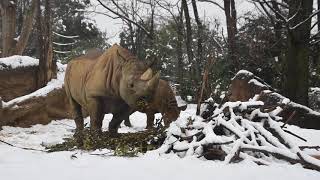 八木山動物公園　ヒガシクロサイ　ユキ　8歳のお誕生日おめでとう🎂