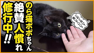 【子猫保護】食料品倉庫で保護した子猫の人馴れ修行！がんばれ、ポポちゃん！