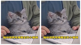 培养性格稳定小猫咪第一集丨猫舍猫咪2-4个月社会化课程缅因猫 银虎斑缅因 猫咪社会化 缅因猫宝宝 缅因猫日常