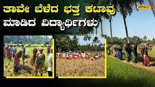 Mandya Rice Cultivation | ತಾವೇ ಬೆಳೆದ  ಭತ್ತದ ಕಟಾವು ಮಾಡಿದ ವಿದ್ಯಾರ್ಥಿಗಳು | #local18