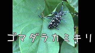 【ゴマダラカミキリ】鳴き声