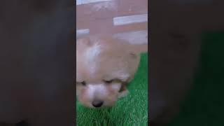 ミックス犬(マルチーズ×トイプードル)の男の子[22.9/27生まれ]