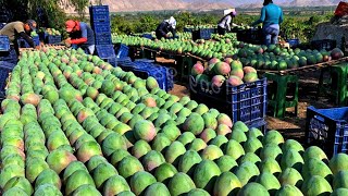 এত আম চাষ কোথায় হয় কোথা থেকে আসে । Australian And Japan Farmers Produce Thousands Of Tons Of Mangoes