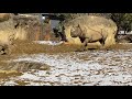 八木山動物公園　ヒガシクロサイ　ユキ　ラン