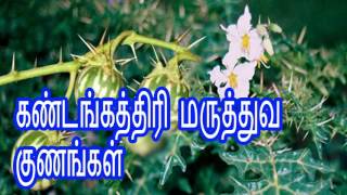 கண்டங்கத்திரி மருத்துவ குணங்கள் kandankathiri uses in tamil