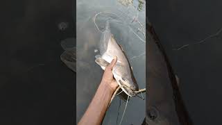 fishing video 🤯 padan fish 🐟 machhali pakdane ka Tarika hook #fishing #youtubeshorts #viral #shorts.