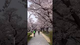 京都で一番長い「桜のトンネル」かもしれない、桜スポットが絶景すぎた🌸✨ずーーーっと桜が続いて見応え抜群！ #京都桜