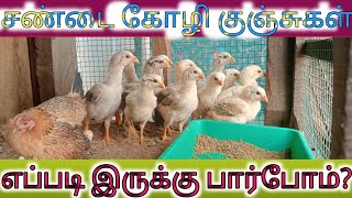 அழகான கோழி குஞ்சுகள்#Indian#home#everything#kozhivalarpu #chickens#chick#farm