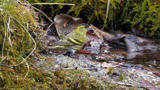 西湖野鳥の森公園のマヒワ（雄）その５（4K60P動画）