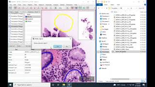 Operating QuPath (basic functions)