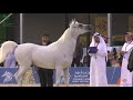 n 109 saher al shaqab asharqia gulf straight egyptian arabian cup 2020 stallions 7 years old cl