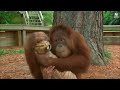 orangutan began babysits tiger cubs after they was rejected by own mothers