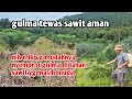 cara menyemprot gulma di lahan sawit, cara yg paling aman untuk sawit tbm