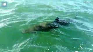 UK fishermen capture moment 12ft long shark approaches their boat