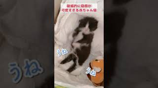 破滅的に寝顔が可愛すぎる赤ちゃん猫 #shorts