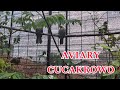 BREEDING CUCAKROWO KOLONI DIAVIARY