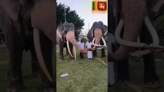 MEJESTIC ELEPHANT🇱🇰 #elephant #elephantattack #shortsfeed #viralvideo #elephantrescue #elephantvideo