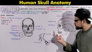 Human Skeleton: Skull (Axial Skeleton) Anatomy and Physiology (animation included)