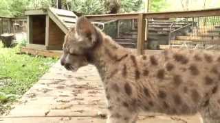 Rescued Florida Panther Kitten enjoys outdoors - Tampa's Lowry Park Zoo