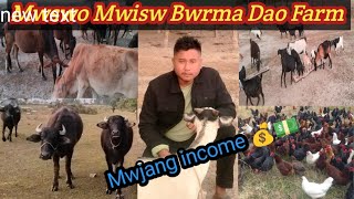 Mwswo Mwisw Bwrma Dao Farm || Mwjang income jayw 💵💵💰💰♥️