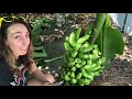 how to harvest bananas growing bananas is easy