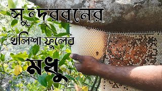 সুন্দরবনের খালিশা ফুলের মধু সংগ্রহ ও বৈশিষ্ট্য । Sundarban  honey