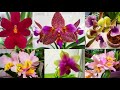 let s try synthic potting rescue miltoniopsis in synthetic sphagnum alternative