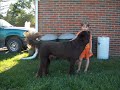 samson the shaved newfoundland dog