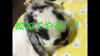 構ってくれてなかったから拗ねるうさぎのポポちゃん