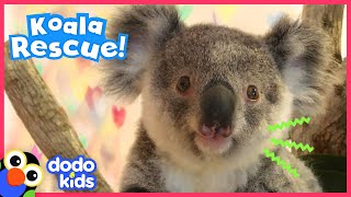 Tiny Brave Koala Is Ready To Go Home | Animal Videos For Kids | Dodo Kids