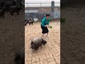 幸福乡村丰收季 养殖不易每天记录生活 宠物羊 funny 三农 cuteanimal