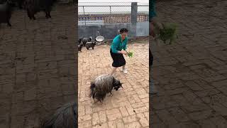 #幸福乡村丰收季 #养殖不易每天记录生活 #宠物羊 #funny #三农 #cuteanimal