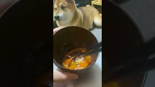 絶対にドッグフードを食べない日 #柴犬 #shibainu #dog