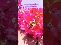 കടലാസ് ചെടി നിറഞ്ഞു പൂക്കാൻ ചെയ്യേണ്ടത് bougainvillea flowering and pruning short shortsfeed tip