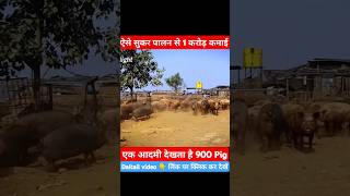 ऐसे सुकर पालन से 1 करोड़ कमाई?। #pigfarm #pigfarminchhattisgarh #omprakashausar #farming