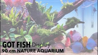 90cm Nature Aquarium at Got Fish pet shop