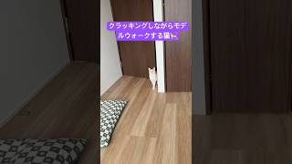 クラッキングしながらモデルウォークする猫🐈⸒⸒⸒⸒#保護猫達の日常 #保護猫動画 #三毛猫三姉妹