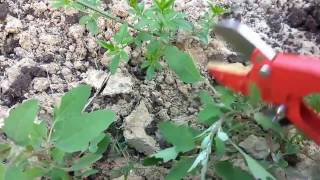 How to grow chameli plant care and tips How to grow chameli plant care and tips