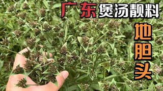 地胆头，又称草鞋根，广东煲汤的靓料，地胆头炖鸡汤，清甜可口赞