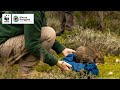 Emotional Homecoming For Bettongs | WWF-Australia