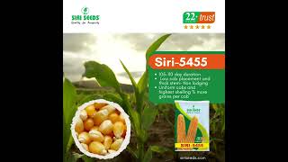 Boost Your Harvest with Siri 5455: Premium Quality Seeds | Siri Seeds