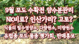 9월 포도 수확전 양수분관리, 식물의 필수영양소, 비료(NK, PK ?), 유럽종포도 신품종 소개 #골드스위트 #루비스위트 #베니바라드