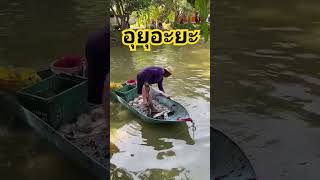 โดนแบบนี้ยกเกือบไม่ขึ้น #หากินคือเก่า #ปลา #หาอยู่หากิน #fishingnet #fish #carpfishing #ทอดแห