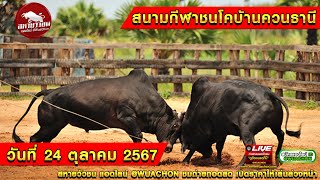 #ถ่ายทอดสดวัวชนวันนี้  สนามชนโคบ้านควนธานี วันที่ 24 ต.ค 67 #วัวชน  #วัวชนวันนี้ #ถ่ายทอดสดวัวชน